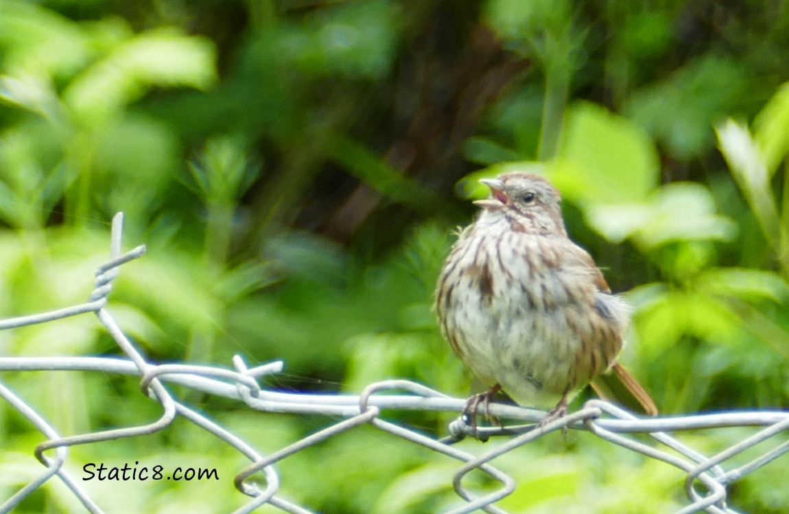 Song Sparrow standing on a chain link fence, singing