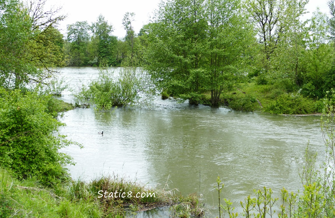 Spillover from the river to the ponds is flooding!