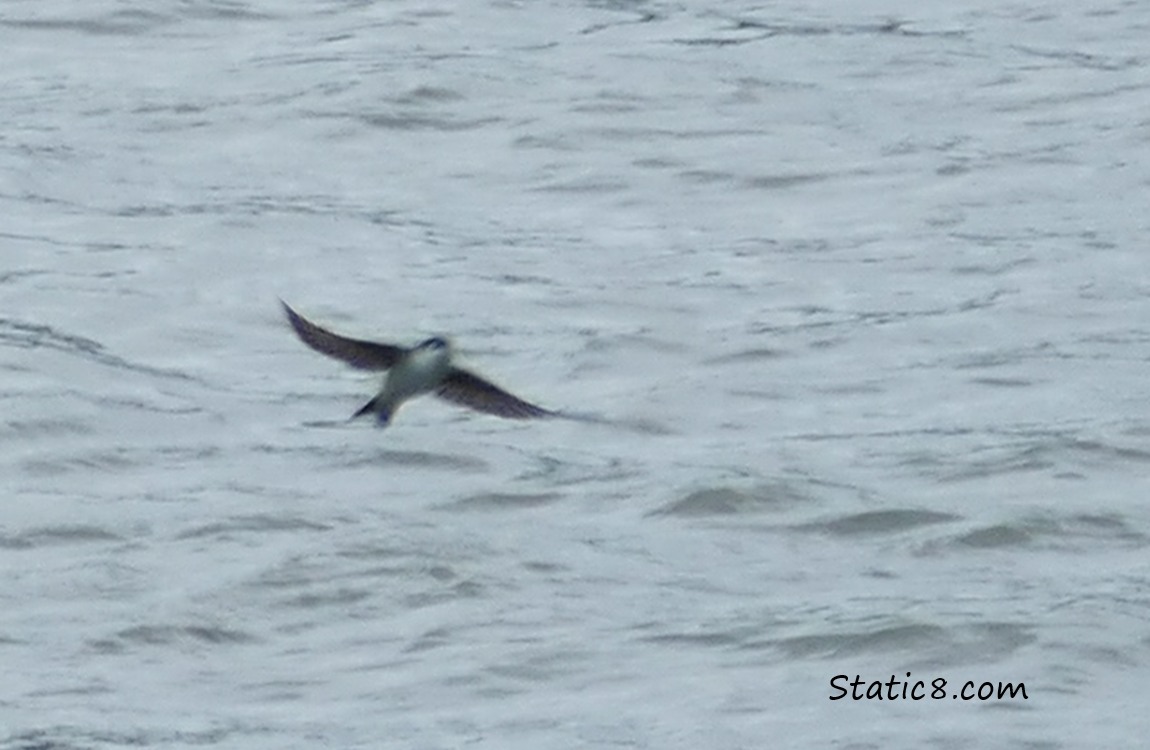 A Swooping Swallow just above the water