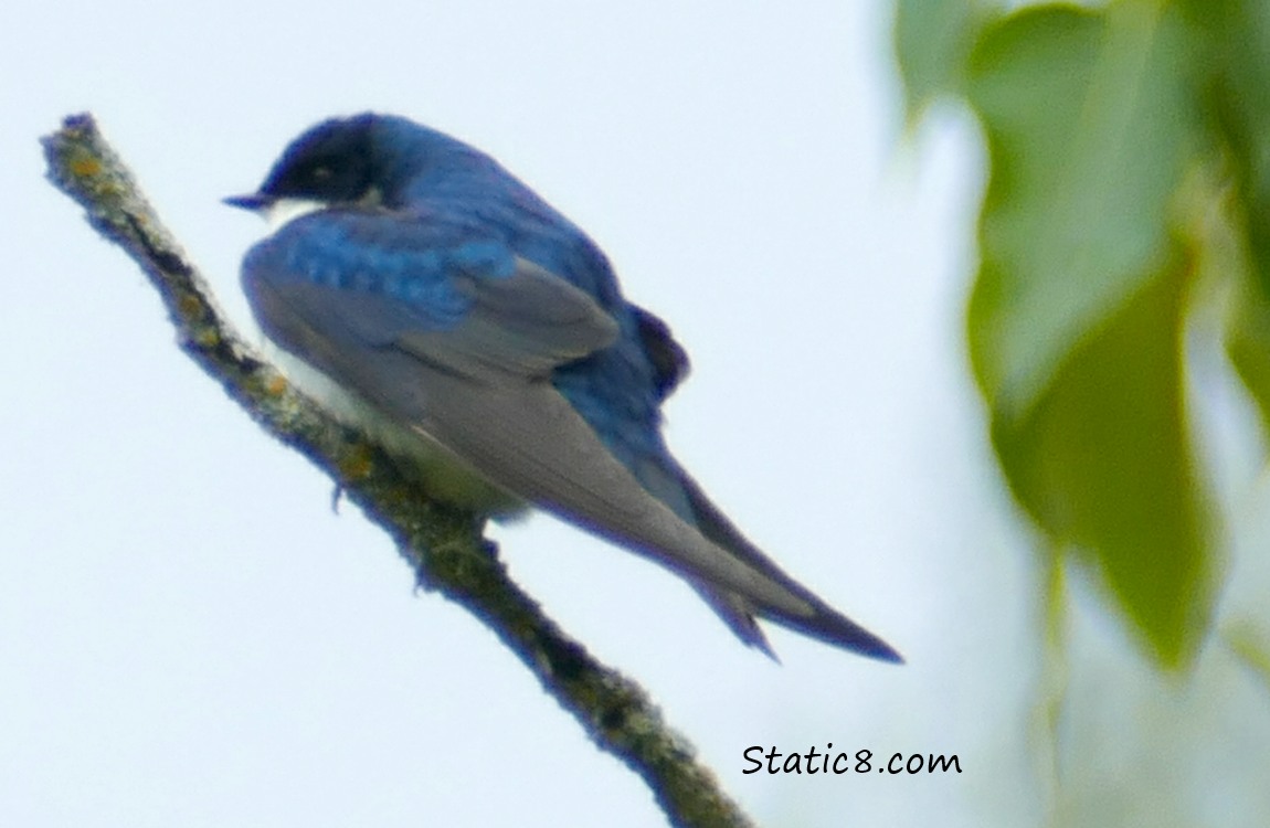 Tree Swallow standing on a twig