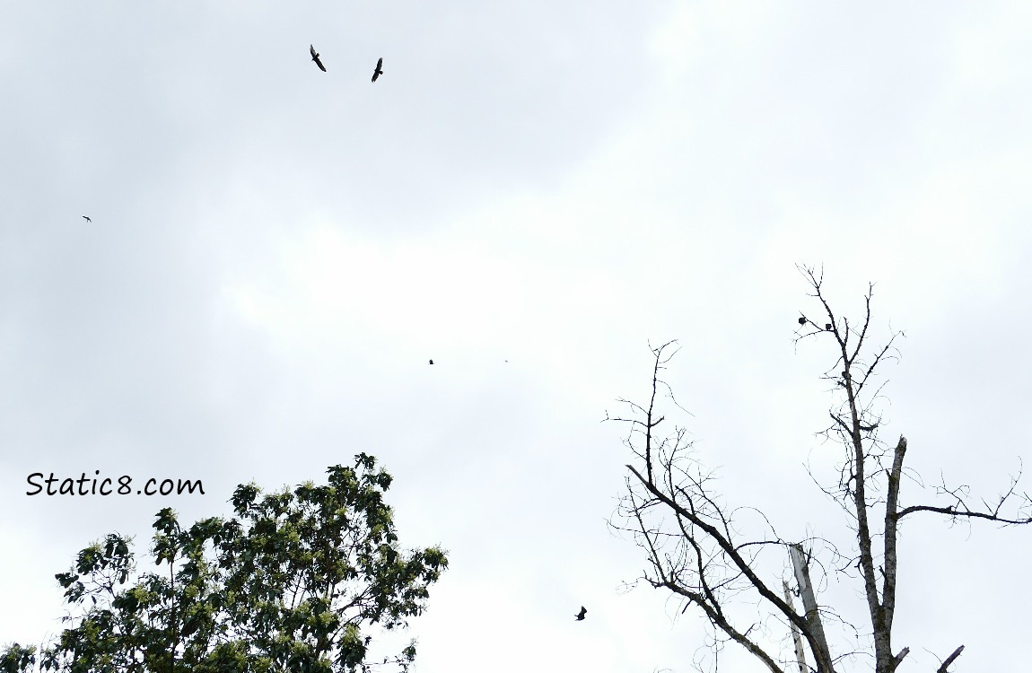 Some Turkey Vultures flying