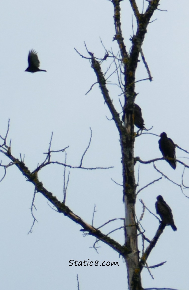 Silhouette of three Turkey Vultures in a tree, and one flying by