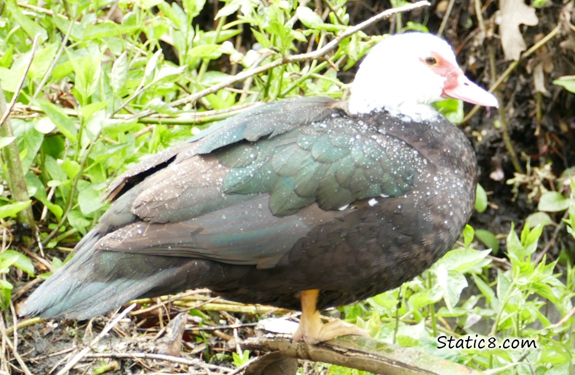 Muscovy Duck standing on a branch