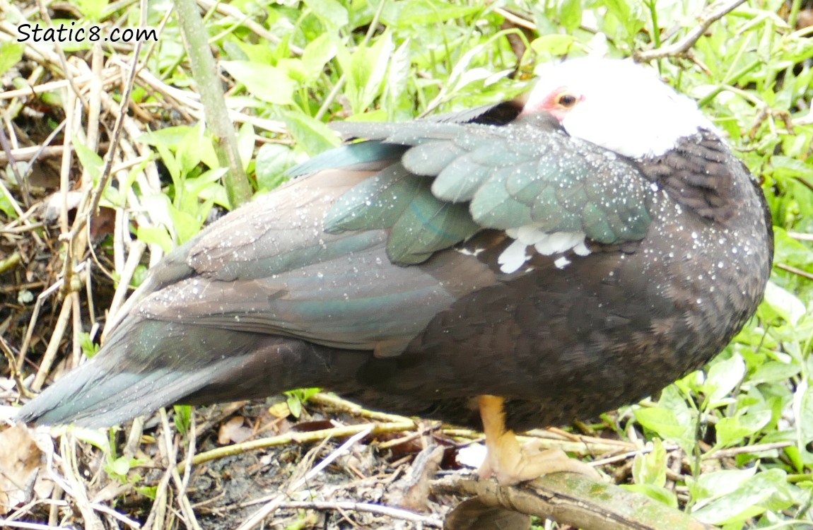 Muscovy Duck with beak tucked under her wing