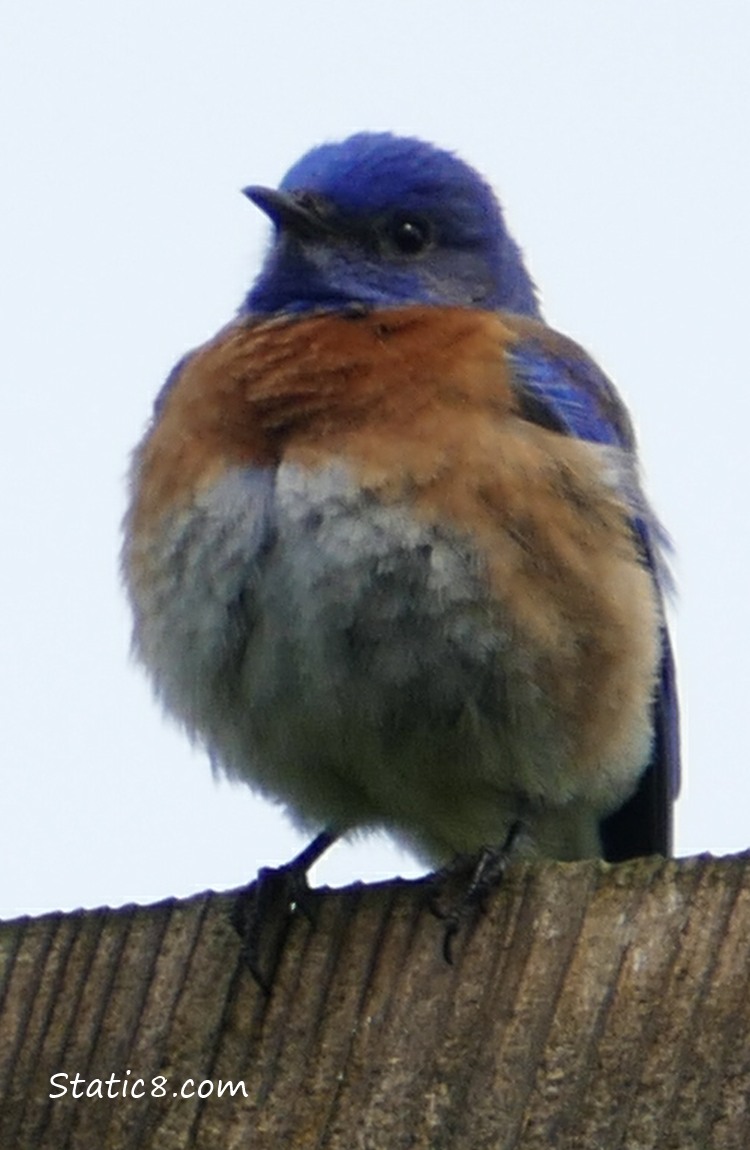 Western Bluebird standing on a nesting box