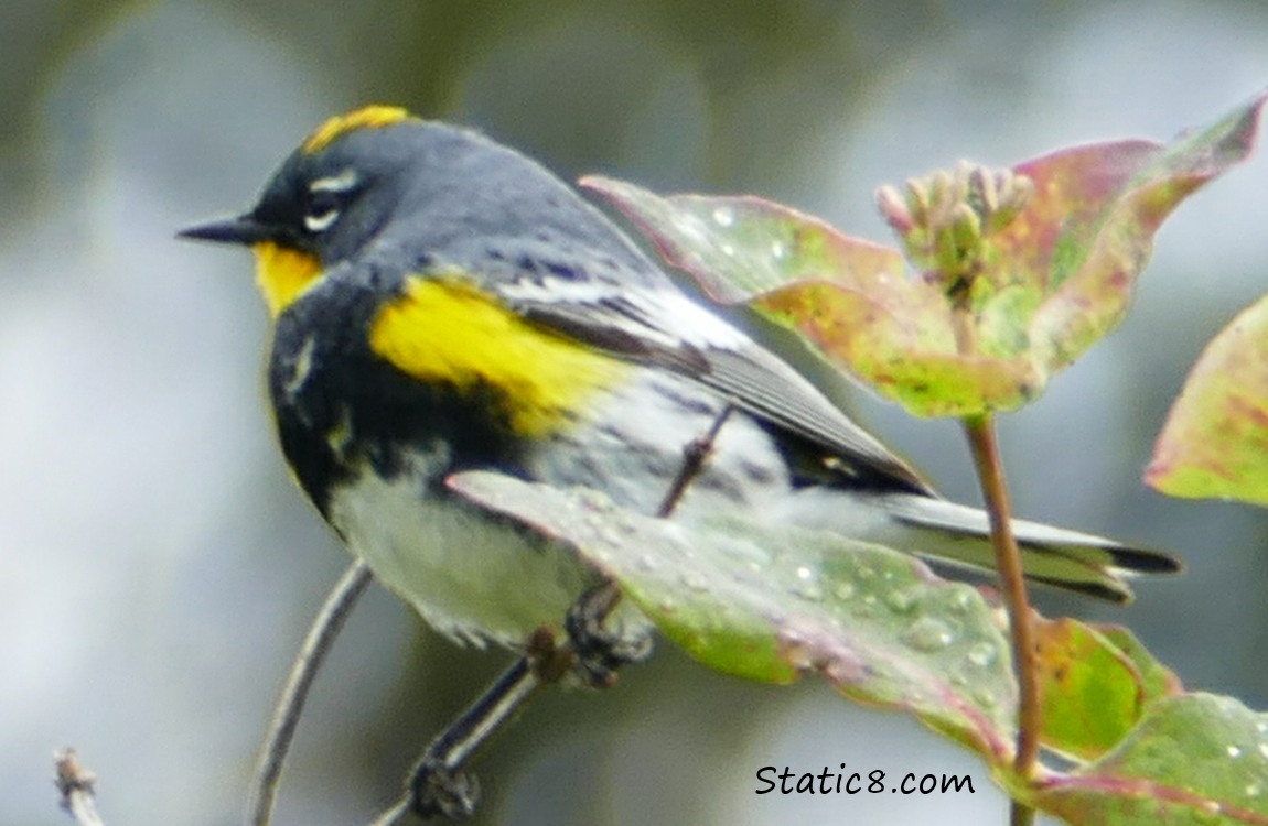 Yellow Rump Audubon Warbler