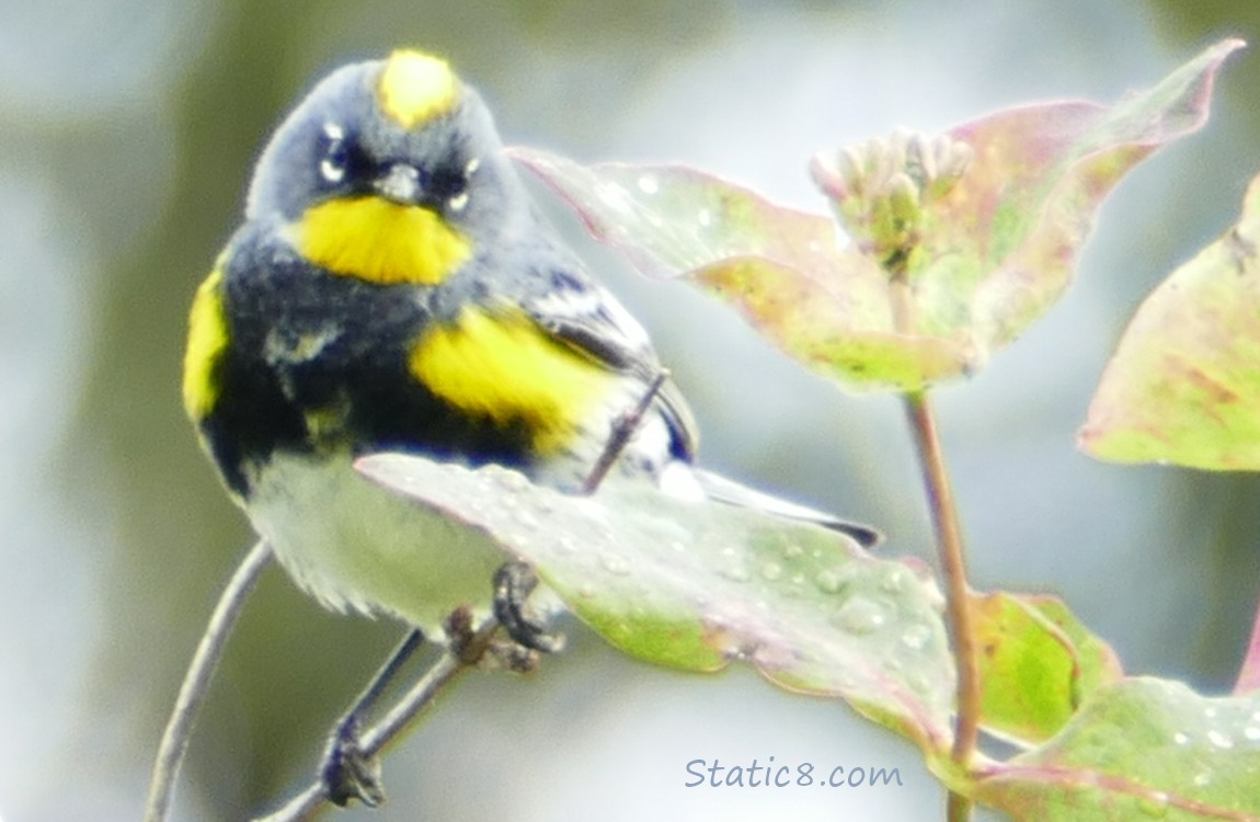 Yellow Rump Warbler