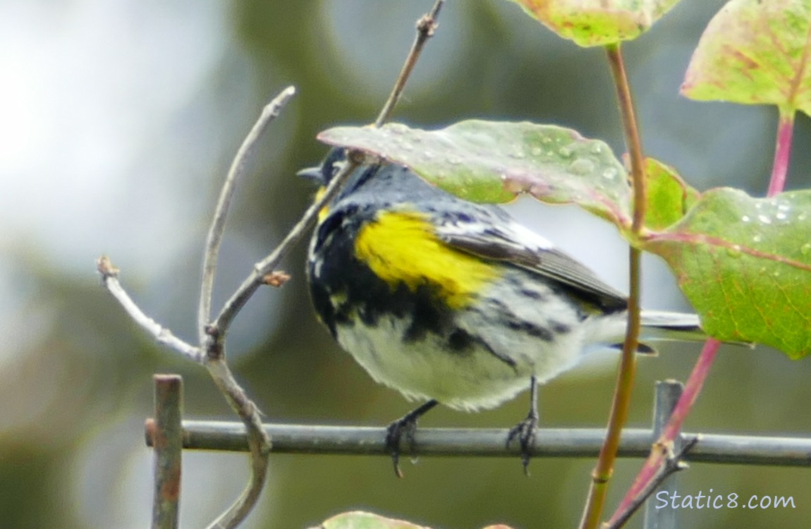 Yellow Rump Audubon Warbler behind a twig