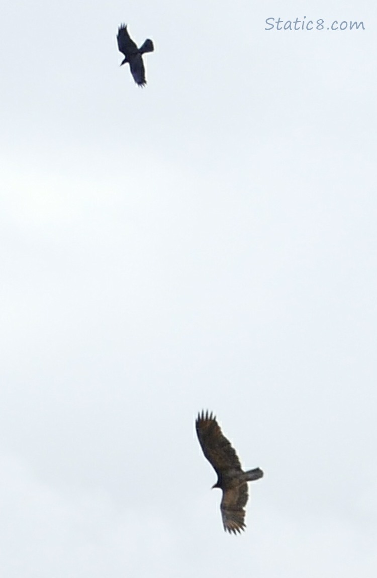 A Crow and Vulture in the sky