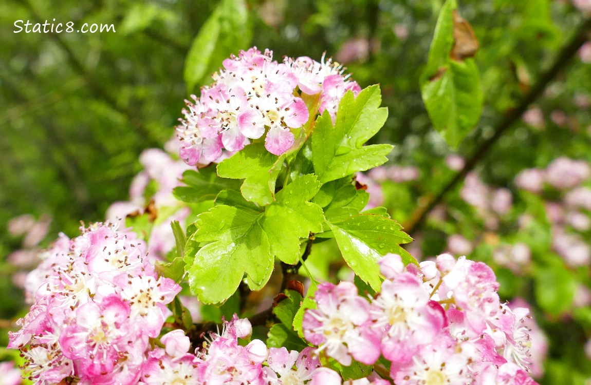 Pink blooms on a Hawthorn tree