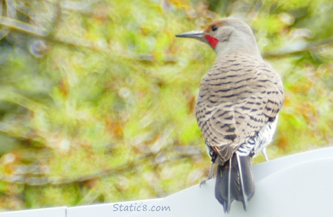 Northern Flicker