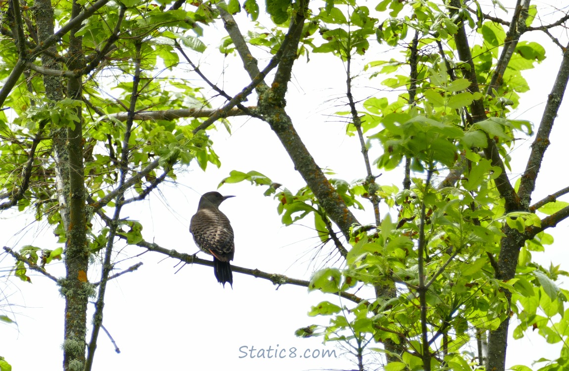 Northern Flicker standing in a tree