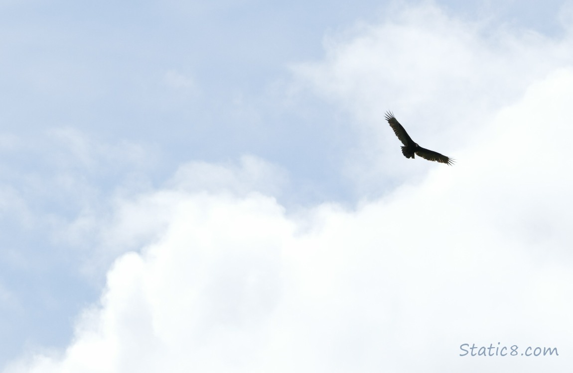 Silhouette of a Vulture in the sky