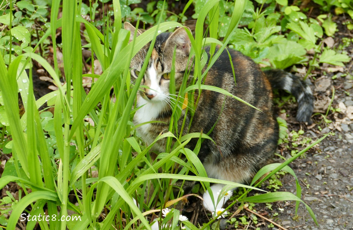 Cat on the hiking trail