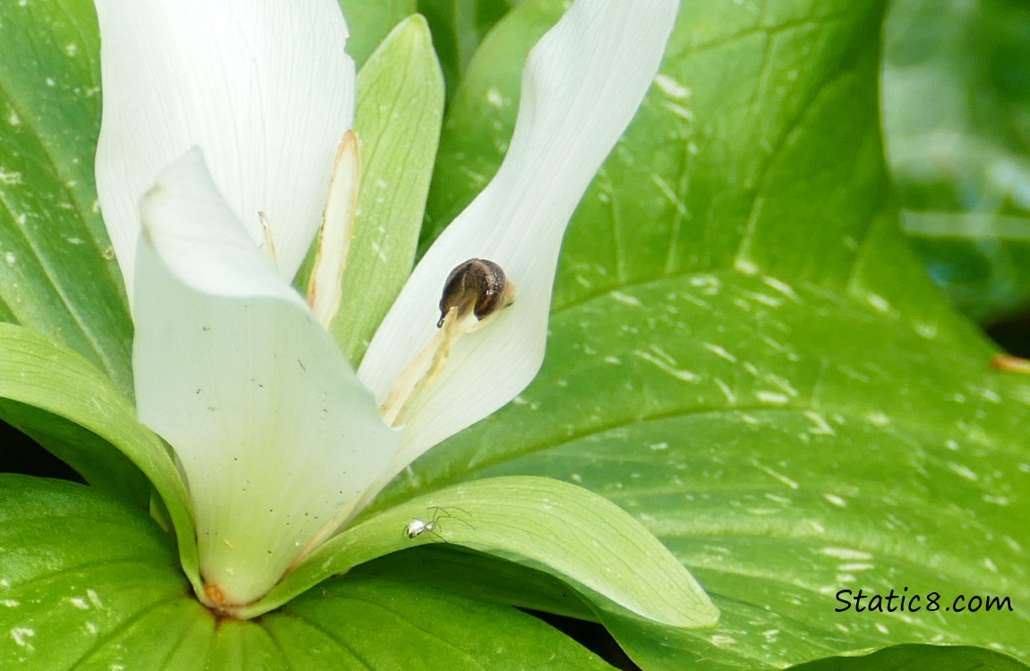 Trillium bloom with a tiny slug and a white spider