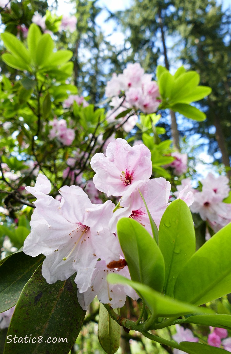 Pink Rhododendrons