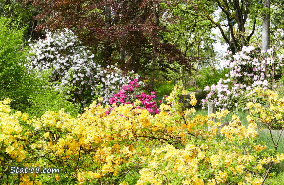 Rhododendrons in yellow and various pinks