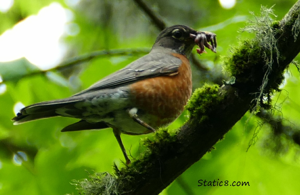 Robin on a twig with a worm in her beak