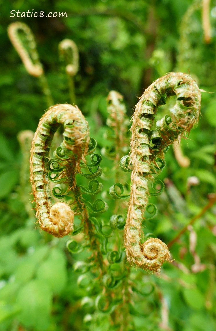 New fern leaves