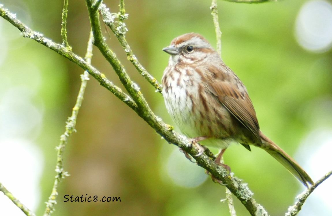 Song Sparrow standing on a twig