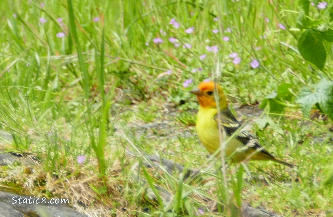 Western Tanager in the grass with pink flowers