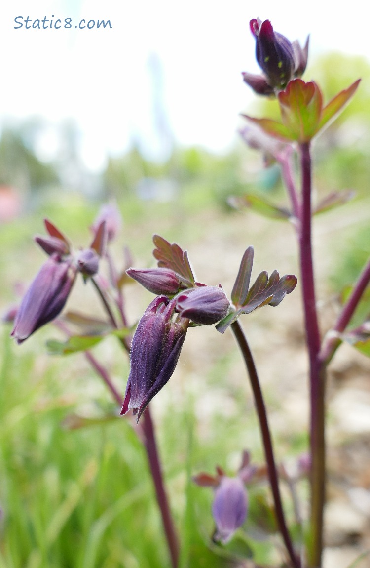 purple Columbine buds