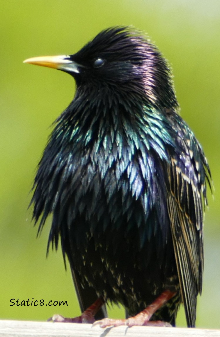 Starling standing on the fence