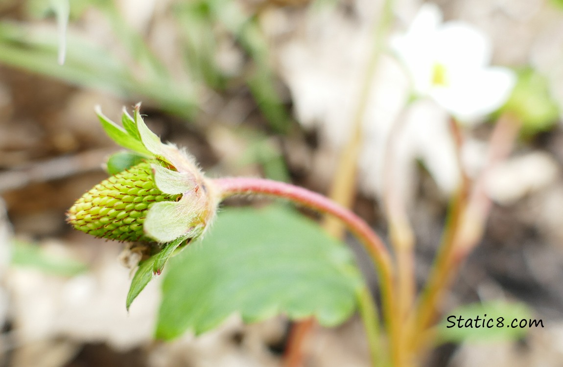 Strawberry fruit with bloom in background
