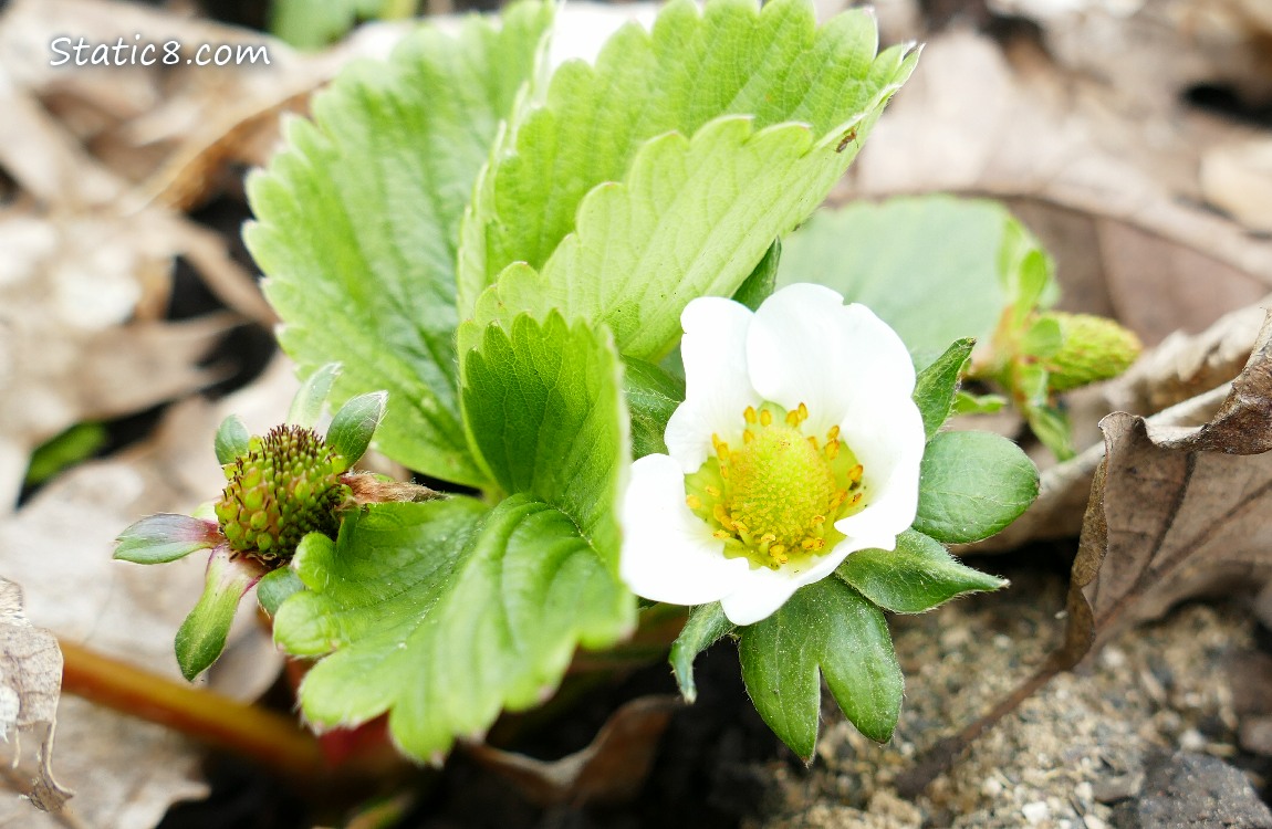 Strawberry plant with a bloom