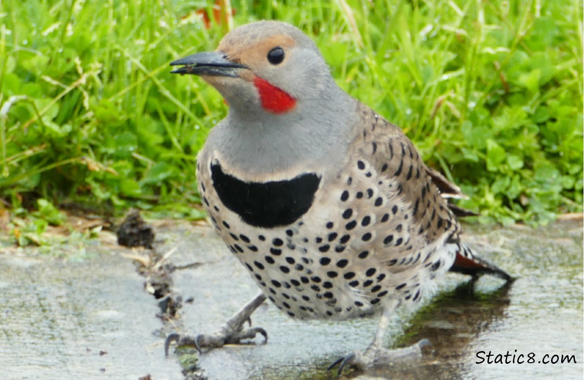 Northern Flicker standing on the sidewalk