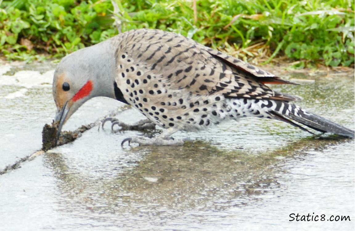 Northern Flicker on the sidewalk, digging at the crack with his beak