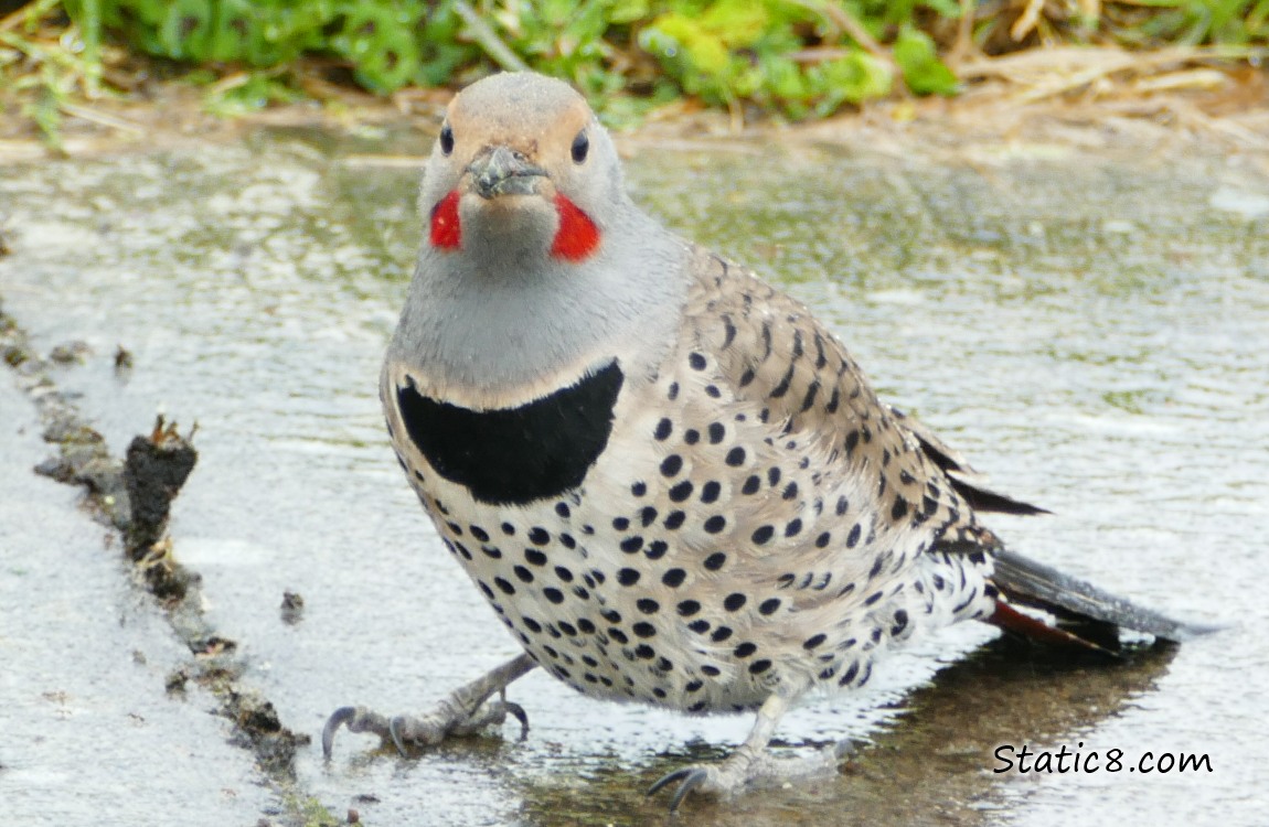 Northern Flicker