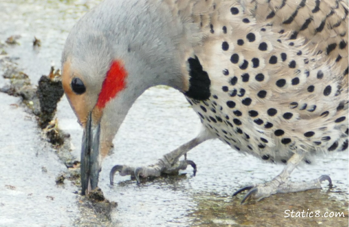 Northern Flicker with his tongue in the crack, getting ants