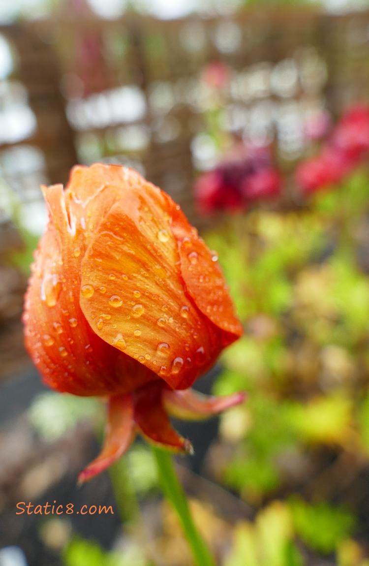 unopened orange tulip