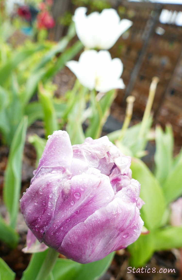 Pinkish Tulip with white ones in the background