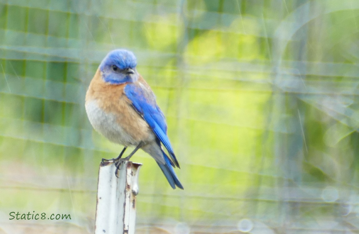 Western Bluebird