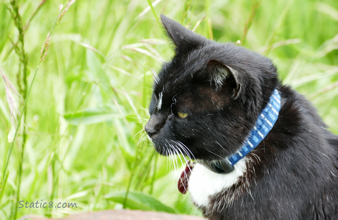 Tuxedo cat