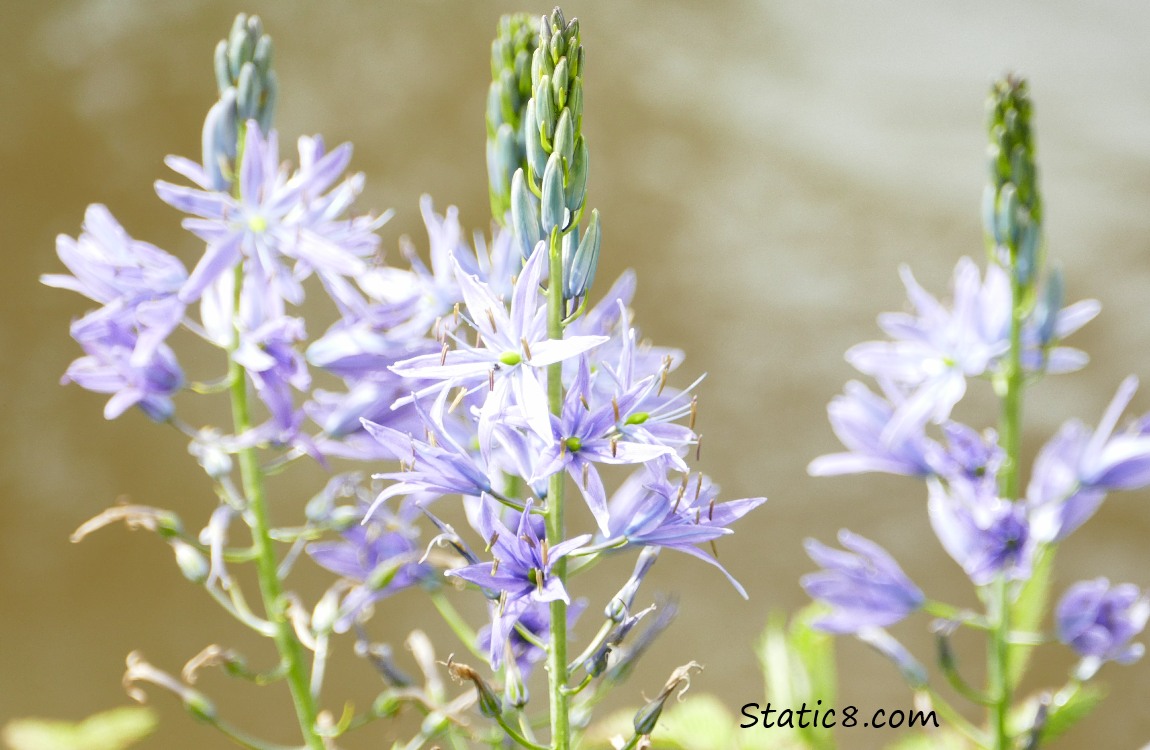 Camas Lilies