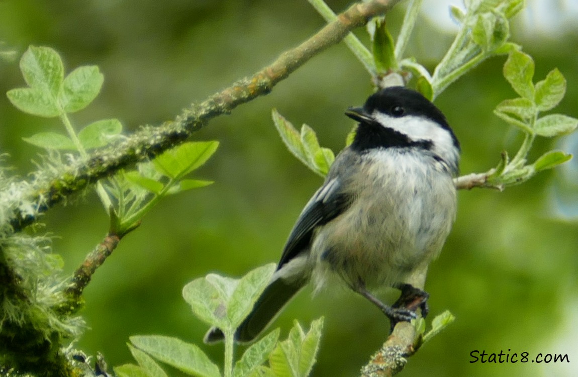 Chickadee in a tree