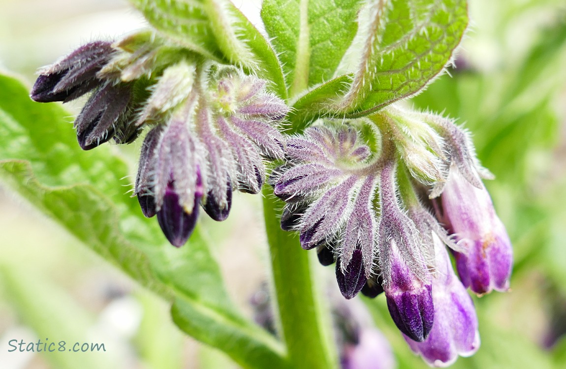 Comfrey blooms