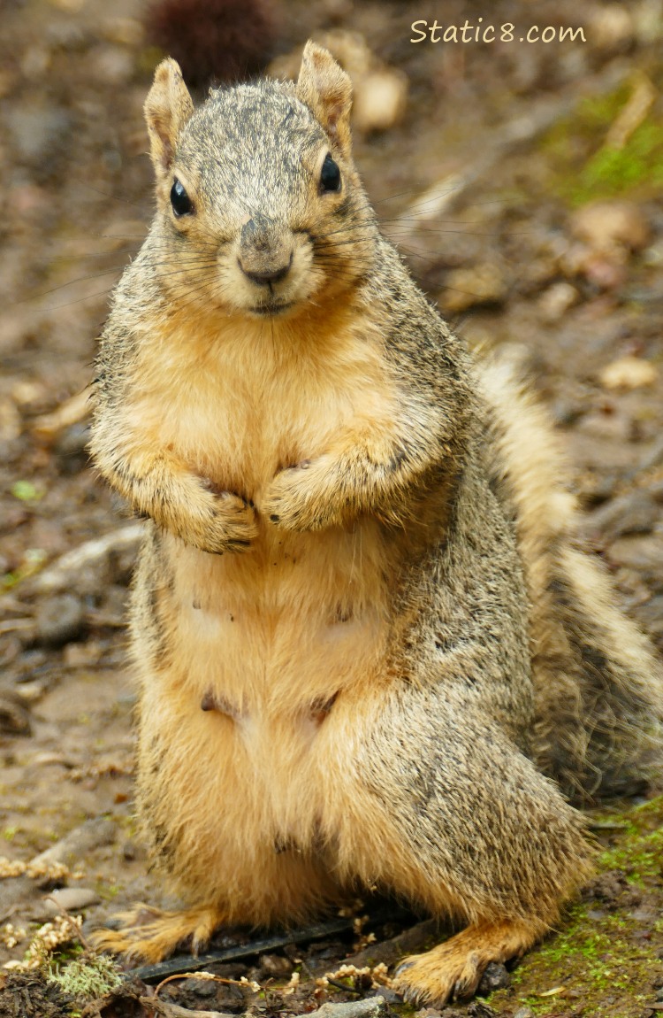 Eastern Fox Squirrel standing on the ground