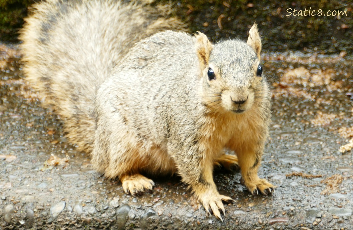 Eastern Fox Squirrel on the step