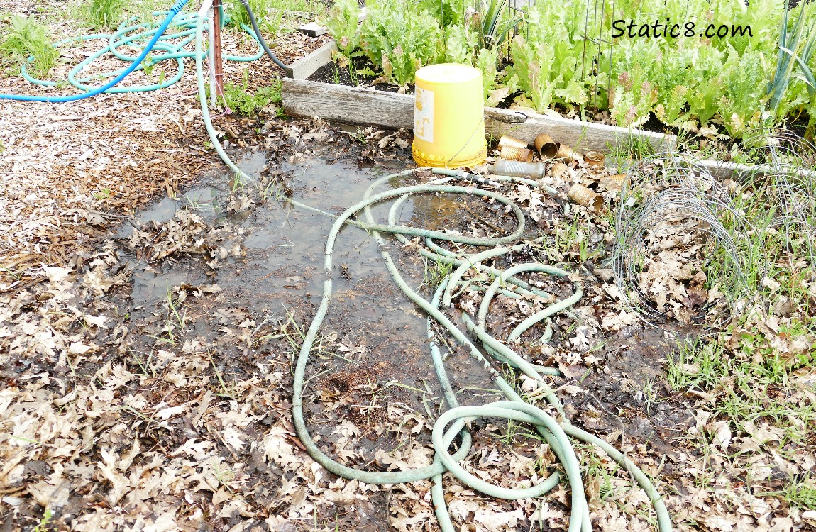 a puddle in the corner of the garden plot