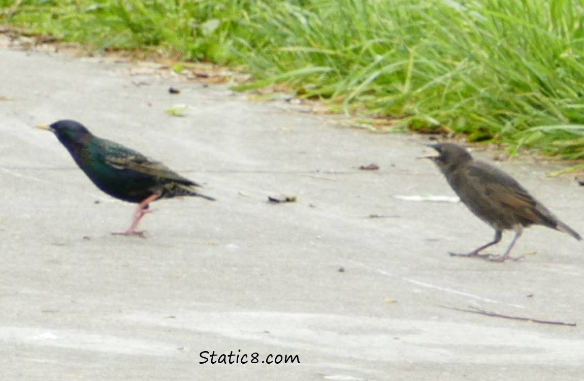 Starling fledgling begging at her parent
