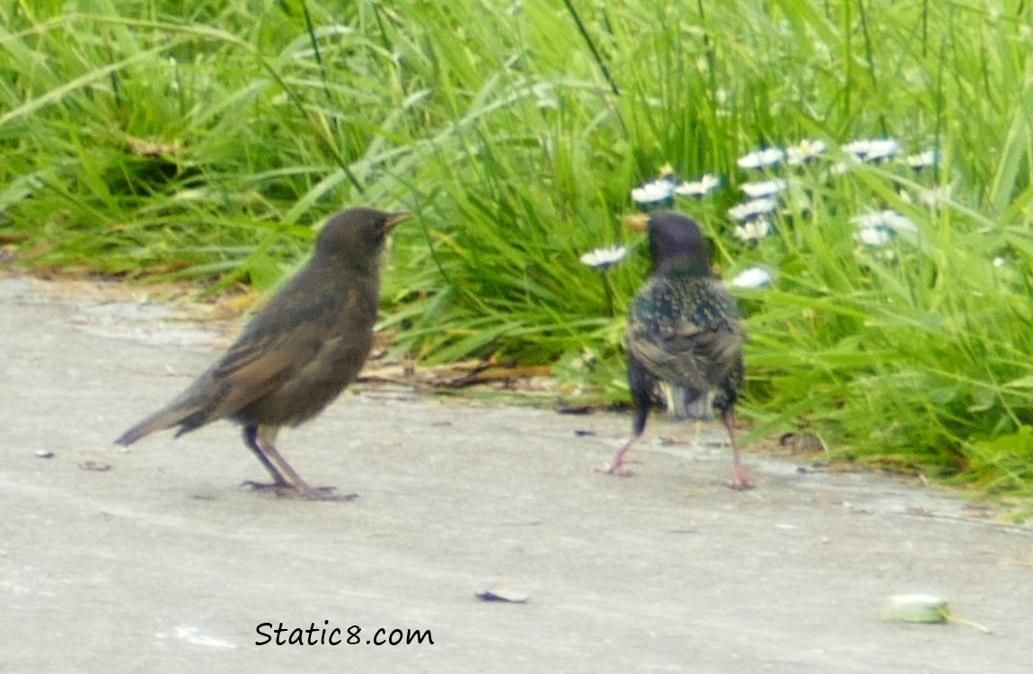 Starling fledgling and parent standing on the path