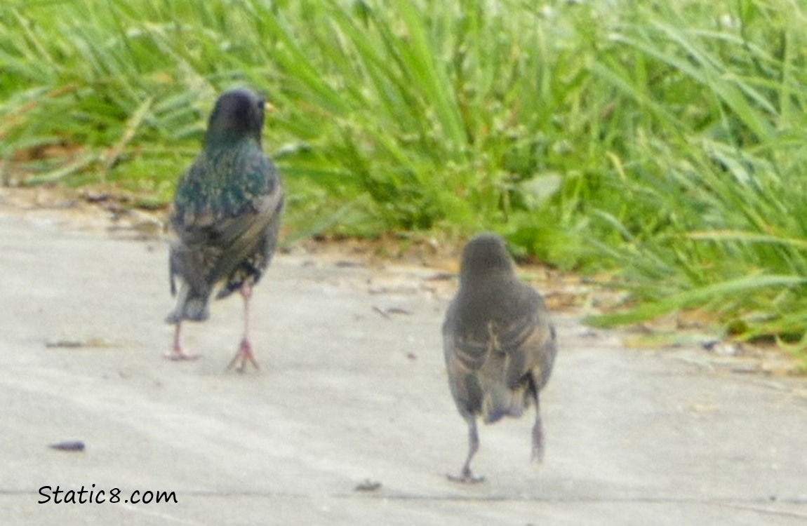 Starling parent walking away from the fledgling who runs to catch up