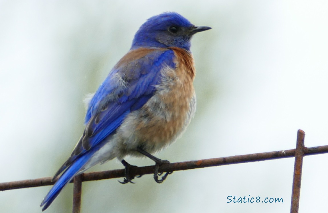 Western Bluebird