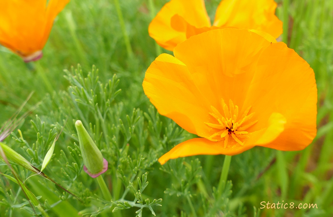 California Poppies blooming