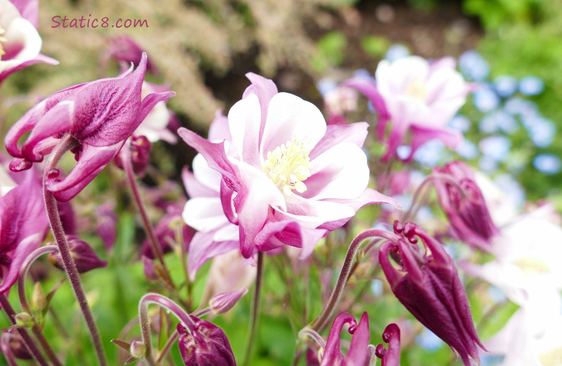 Bright pink and white Columbine blooms