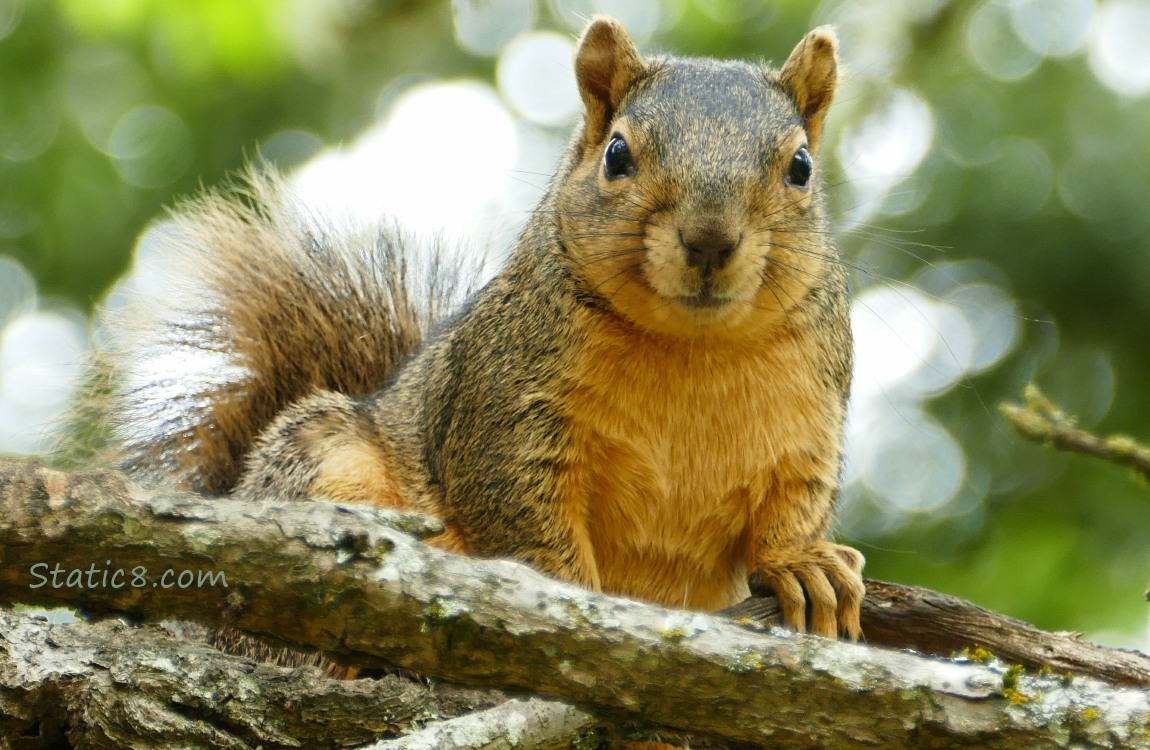 Eastern Fox Squirrel looking down from a tree branch